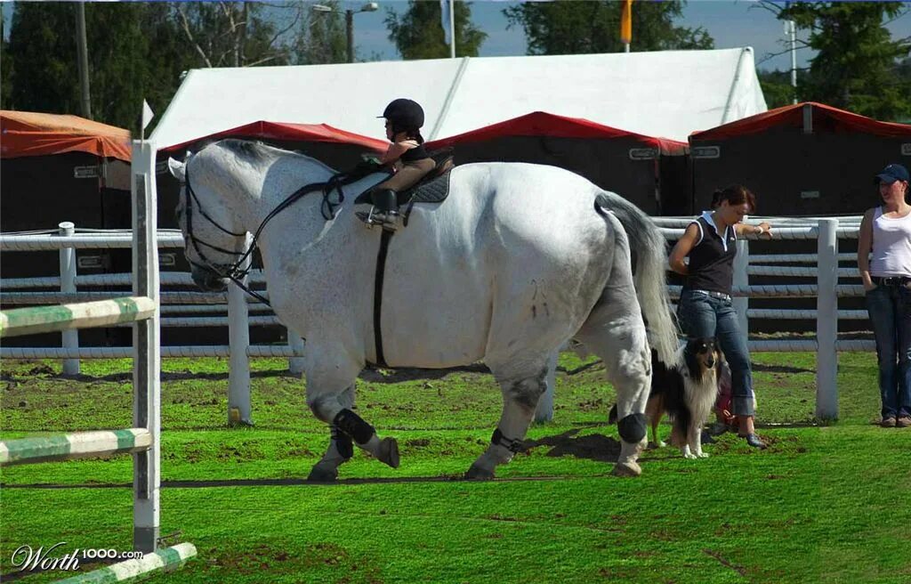 Ожирение у лошадей. Фэт хорс. Биг хорс америка местности. Equine metabolic syndrome. Пузатая лошадь.