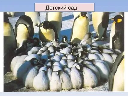 Детский сад пингвин