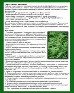Амброзия полыннолистная опасный карантинный