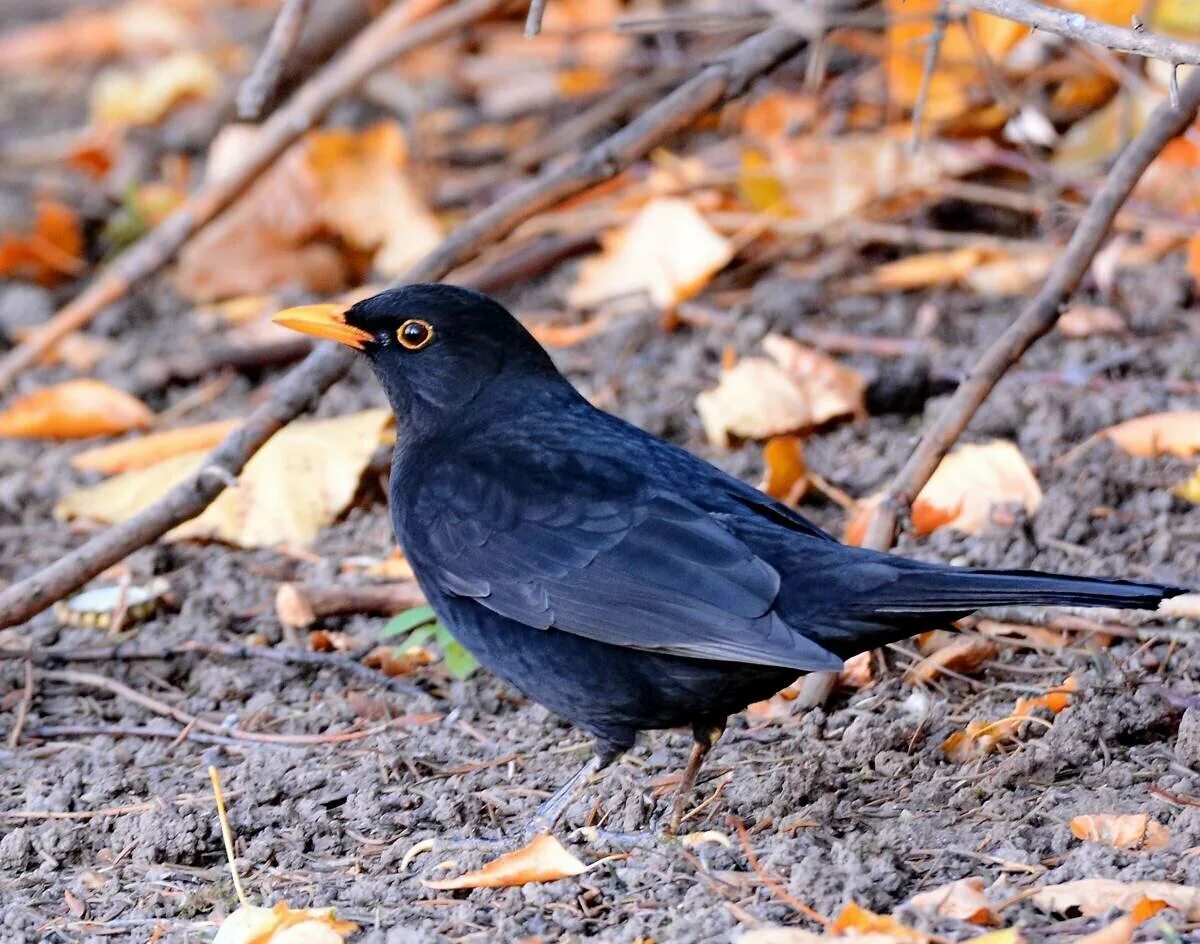 Blackbird bird