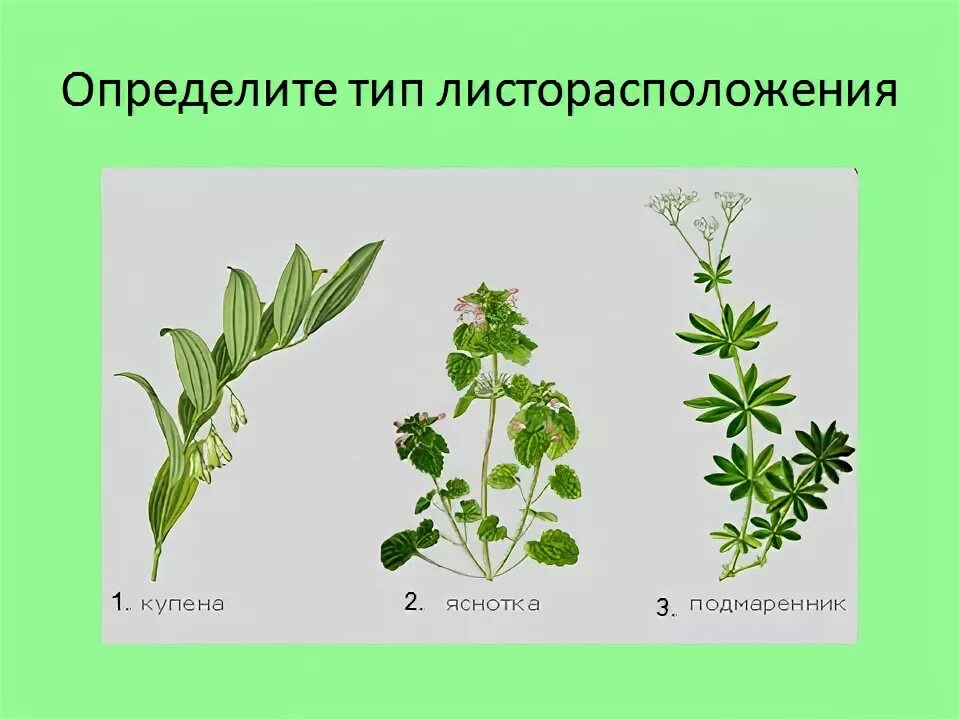 Определите тип листорасположения. Тип листорасположения у клевера. листорасположение чины луговой. типы листорасположения.