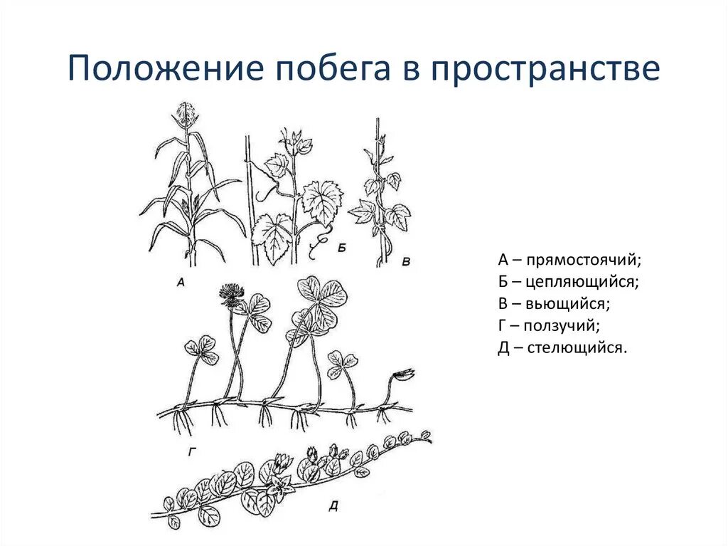 Картинки ТИПЫ СТЕБЛЕЙ БИОЛОГИЯ