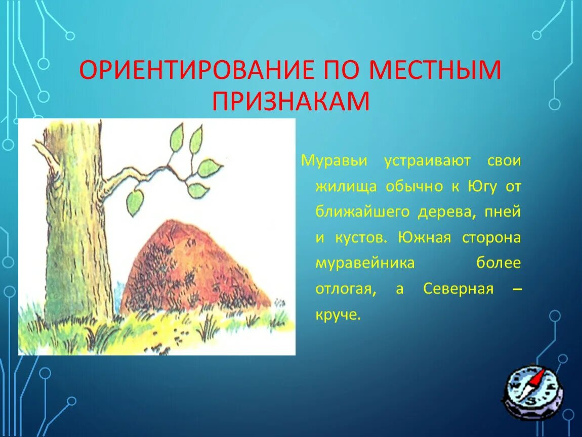 Сторона муравейника. Ориентирование по местным признакам. Ориентирование попо местным признакам. Вркнтирование по местном признакам. Ориентирование по местным природным признакам.