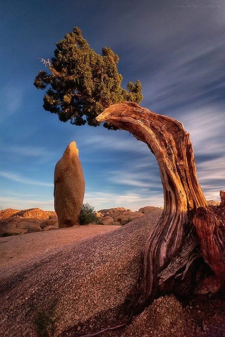Природные формы дерева. Гейзер Флай Невада США. Природные чудеса. Удивительная природа. Необычная природа.