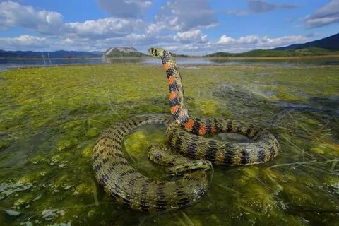 Тигров уж