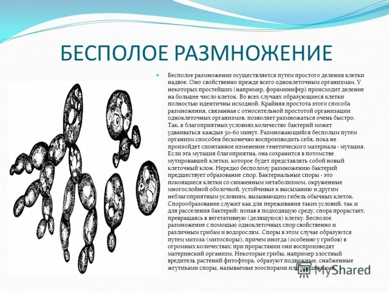 Формы бесполого размножения. Типы бесполого размножения. Бесполое и половое размножение хламидомонады. Какие клетки участвуют в бесполом размножении. Бриофиллум размножается вегетативно.