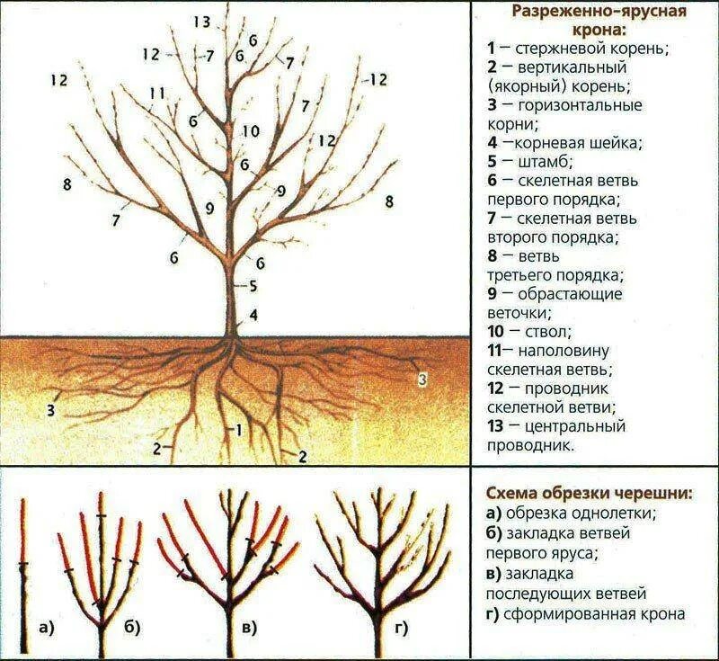 Обрезка молодой черешни. Обрезка черешни весной схема. Правильная обрезка черешни осенью схема. Обрезка черешни Ипуть весной схема. Обрезать вишню весной схема.