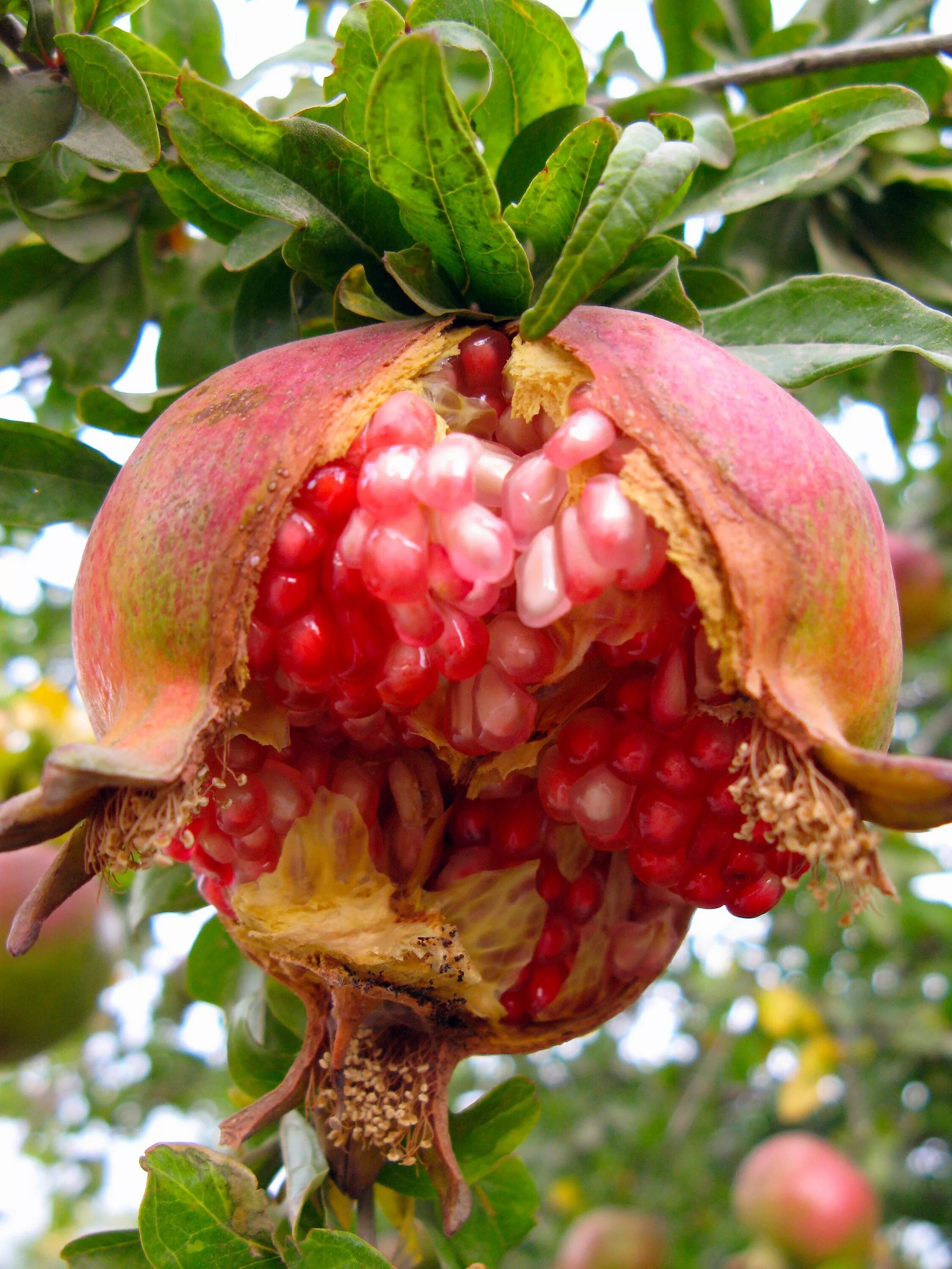 Punica granatum. Гранат обыкновенный растение. Гранат сокотранский. Гранат обыкновенный дерево. Дикая граната.