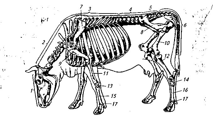 Деление скелета на отделы. Скелет коровы. Скелет теленка. Деление скелета на отделы коровы. Скелет головы коровы.