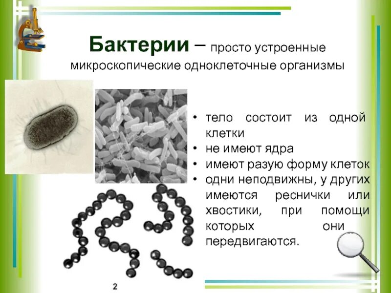Бактерии просто устроенные
