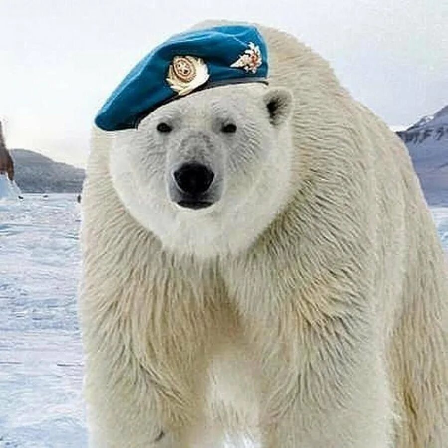 Русский мишка беру
