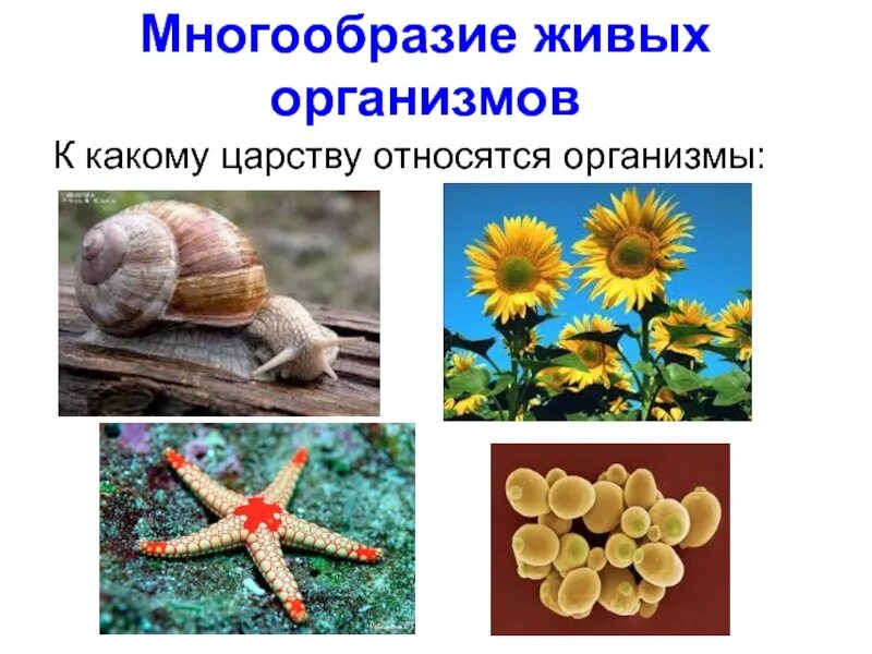 Открытое многообразие. Многообразие живых организмов. Разнообразие организмов. Многообразные живые организмы. Многообразие организмов биология.