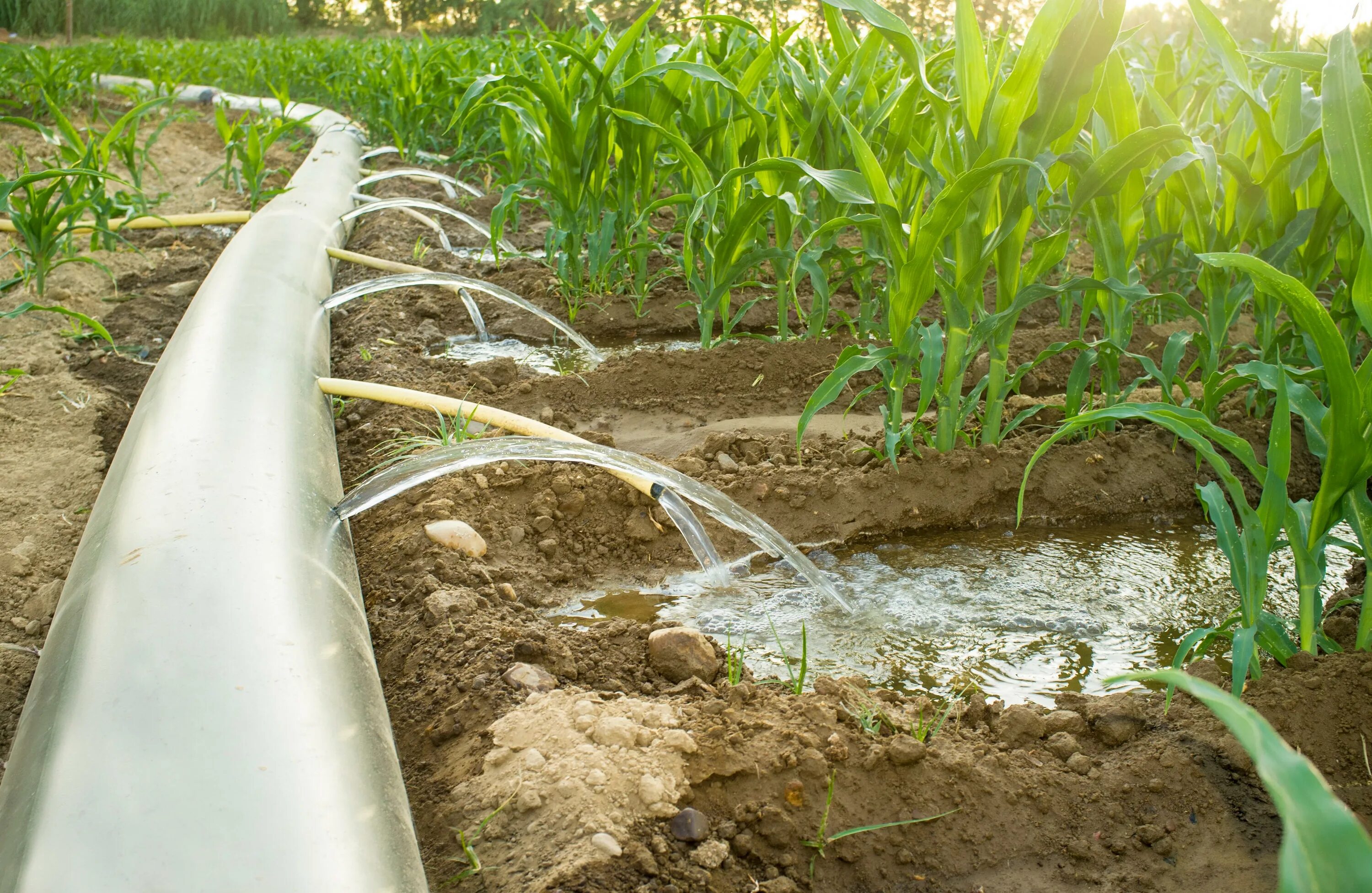 Орошение морской водой. Pulsar Irrigation. Почвоочищающее орошение. Поверхностный полив. Оросительная система.