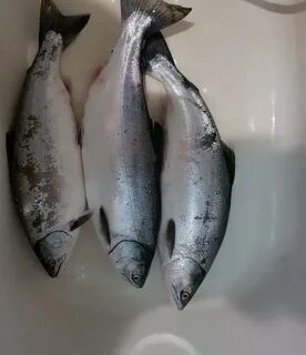 Голец свежемороженый
