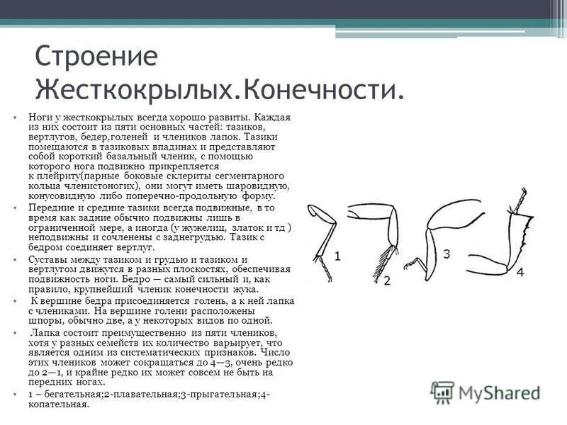 Жесткокрылые жуки строение. Особенности строения конечностей. Биология таблица отряд насекомых с неполным превращением. Характеристика отряда жесткокрылые. Жесткокрылые краткая характеристика.