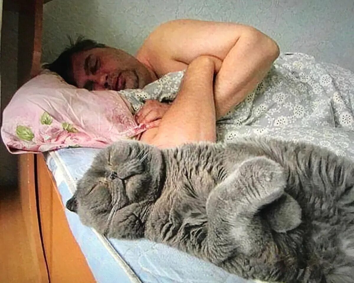 Разбудили видео. Кот спит. Кошка спит на человеке. Толстый кот в постели. Коты спят на человеке.