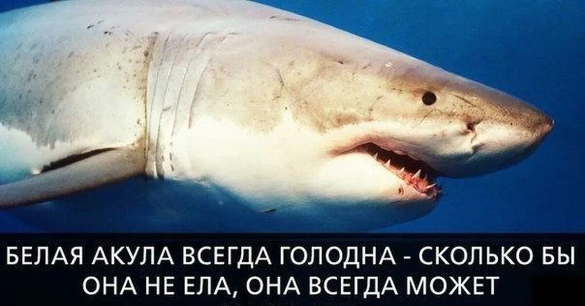 Акула не враг а средство передвижения. Белая акула. афоризмы про акул. цитаты про акул.
