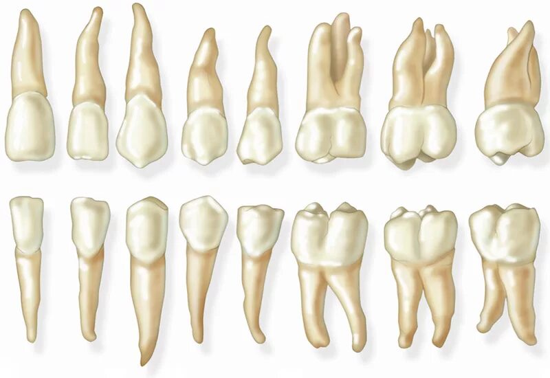 Коренной зуб в челюсти. Анатомия зубов верхней и нижней челюсти. Корни зубов анатомия. Корни передних зубов верхней челюсти.