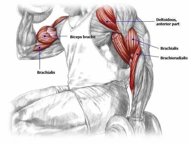 К чему крепится бицепс. Брахиалис. Бицепс брахиалис анатомия. Бицепс трицепс брахиалис. Мышцы бицепса брахиалис.