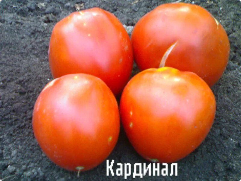 Сорт томатов кардинал. Сорт томата кардинал. томат кардинал сибирский сад. сорт помидор мазарини. томат мазарини (кардинал).