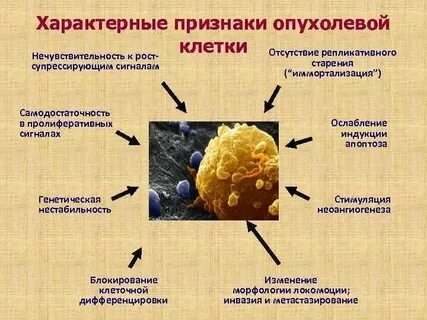 Какой признак характерен для клеток проводящей ткани