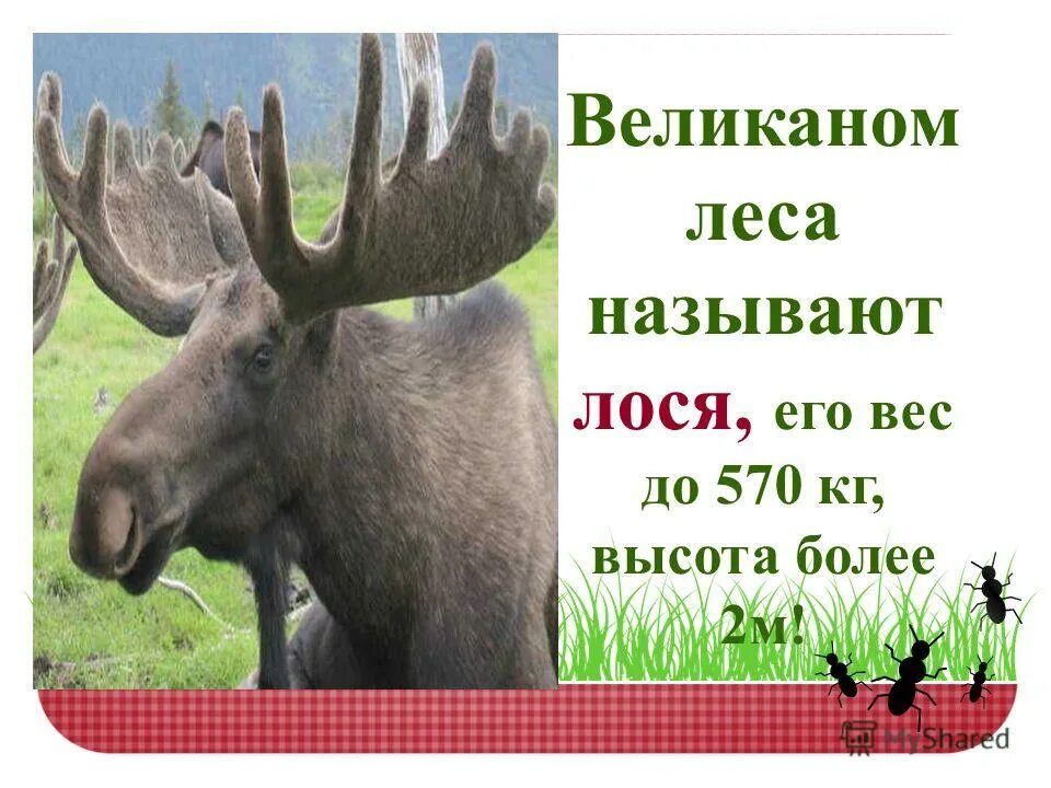 лось описание. запиши лося. аляскинский лось. камчатский лось. запиши лося.