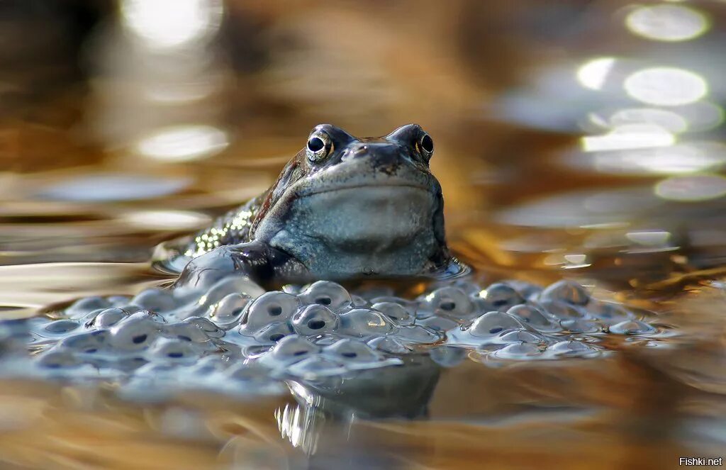 Какие животные размножаются в воде