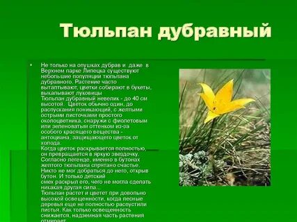 Липецкие растения