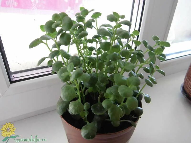 Почему не цветет цветущие каланхоэ. Каланхоэ разрастающееся (kalanchoe prolifera). каланхоэ вытягивается вверх. каланхоэ каландива вытянулся. каланхоэ растет вверх.