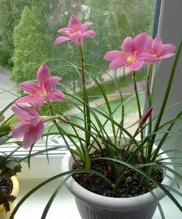 Зефирантес луковицы