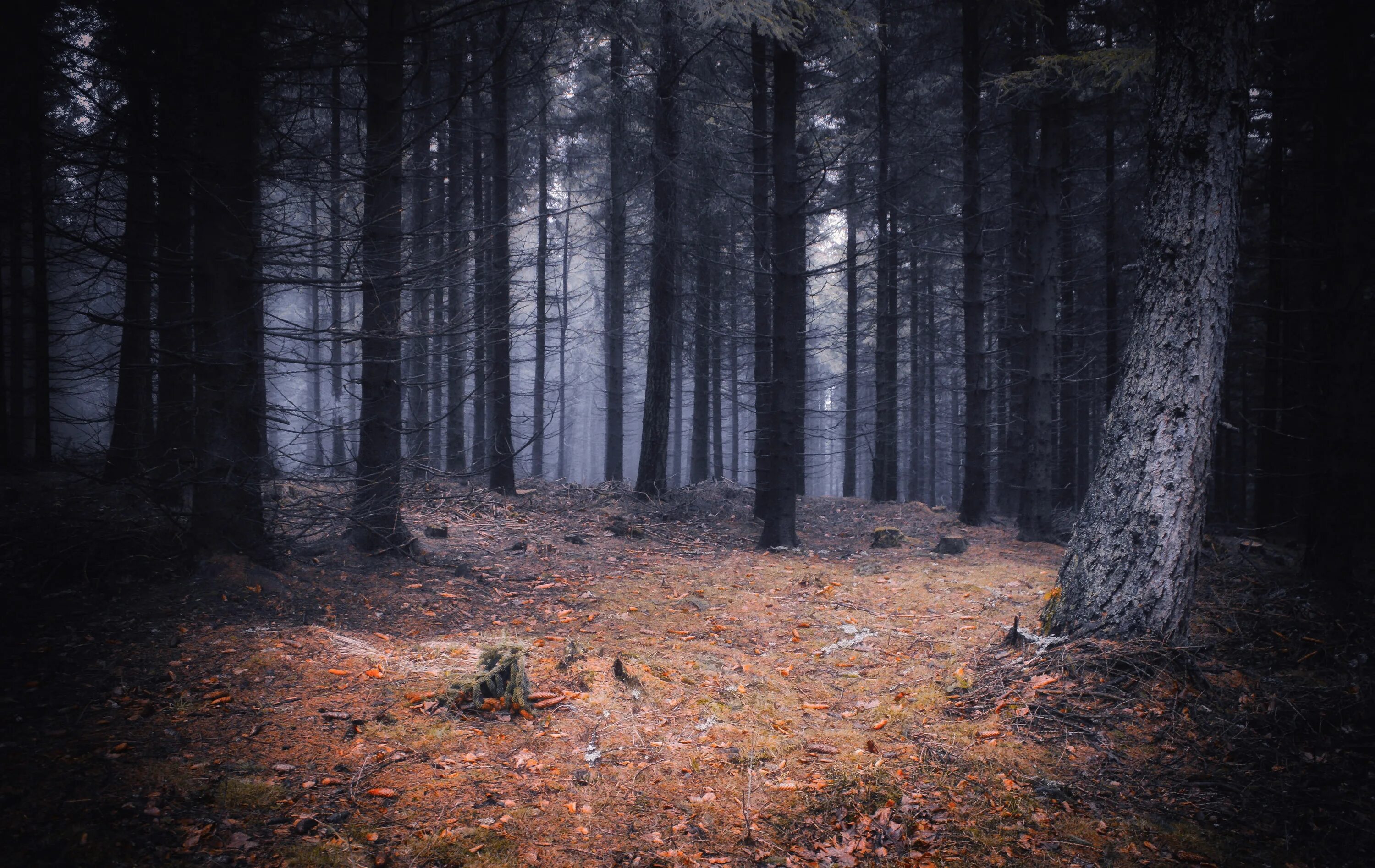 Разгадайте тайну алтаря путь в туманном лесу. Картинки леса. Лес вечером. Тайна лес. Лесные тайны.