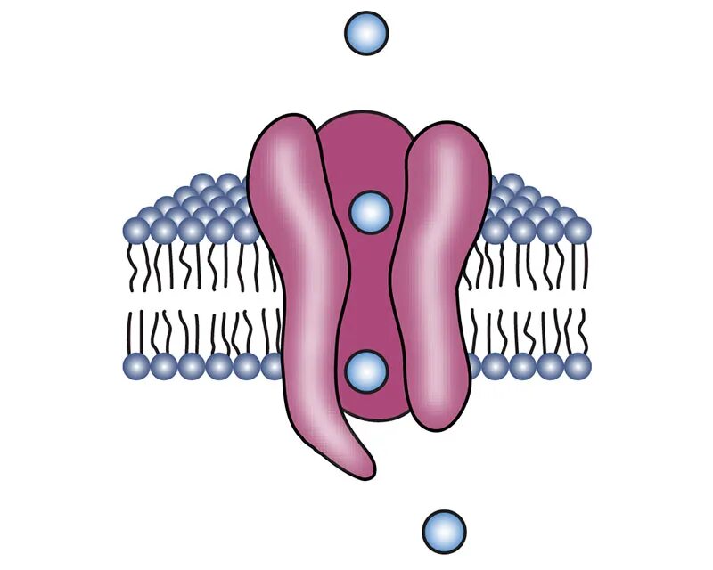 Cell membrane