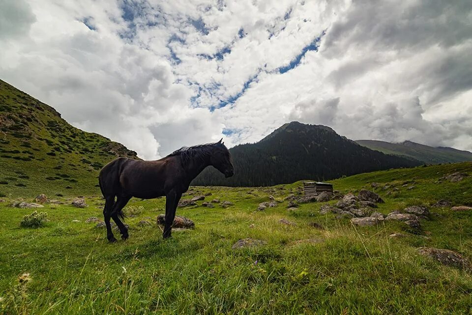 Кунгой. Кыргызстан скакуны. Лошадь Кыргызстан. Киргизия кони. Кыргызские лошади.