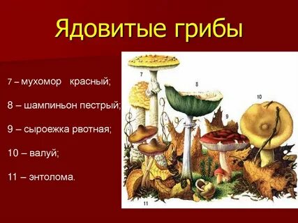 Ядовитые грибы обж 8 класс