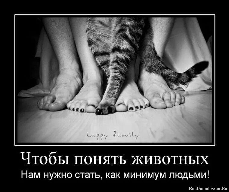 Фильм тотем волка 2017. Доктор дулиттл фильм 1998. Доктор дулиттл фильм 2001. Животные лучше людей. Стал понимать животных.