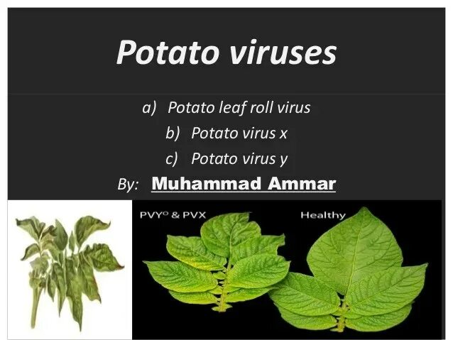Viruses potato. Potato leafroll virus. х вирус картофеля фото.