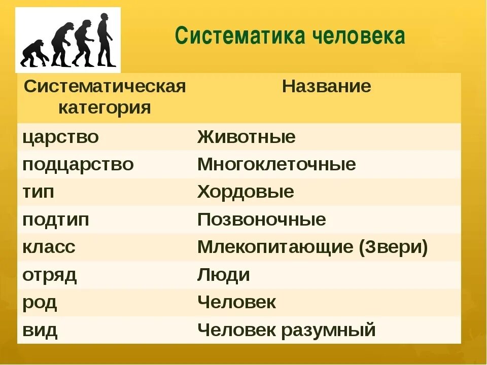 Человек как представитель царства животных реализует. Систематика человека. Систематические категории животных. Систематика животных человек. Классификация растений и животных.