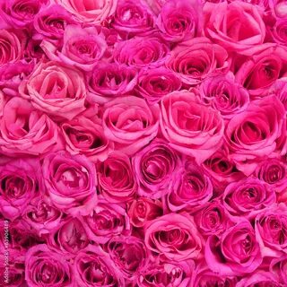 Hot pink 2