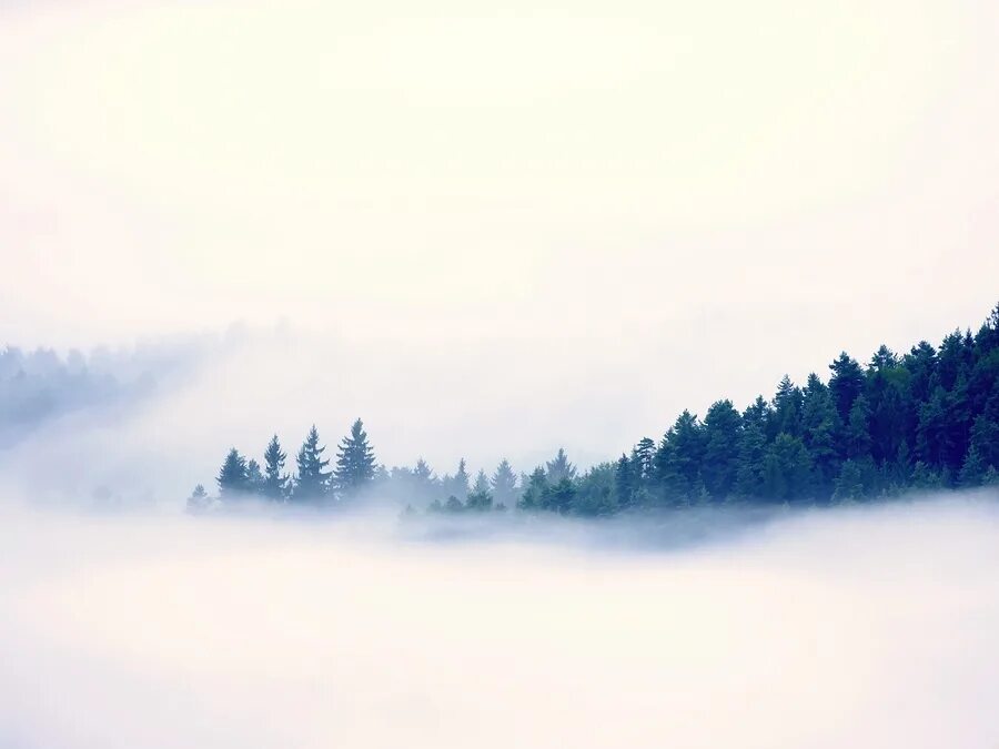 Фигура в тумане. From the fog что делает. Туман карпентер. The fog игра арт. Туман 2005.