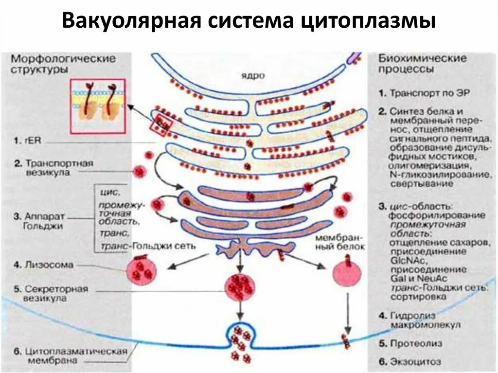 Синтез белков ядра происходит в. Экзоцитоз аппарат Гольджи. Аппарат Гольджи Синтез белков. Функции белков в аппарате Гольджи. Вакуолярная система клетки (ЭПС, аппарат Гольджи, лизосомы)..