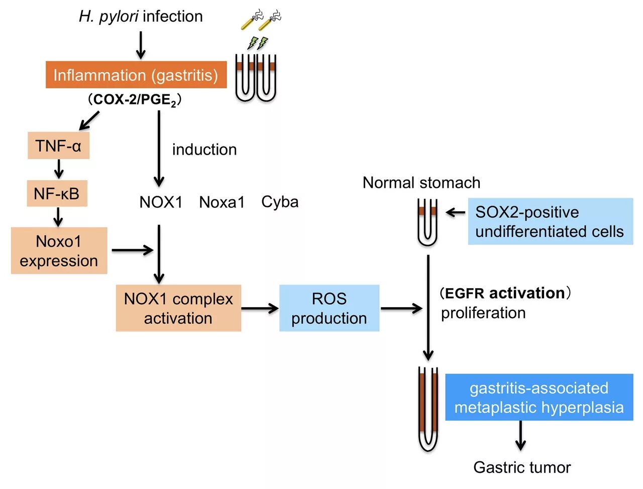 Helicobacter pylori патогенез. H pylori патогенез. Патогенез хеликобактер пилори. Хеликобактер Cag a.