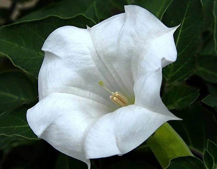 Moonflower перевод. Moonflower перевод. Moonflower перевод. Moonflower перевод. Луноцвет (ипомея лунноцветущая).