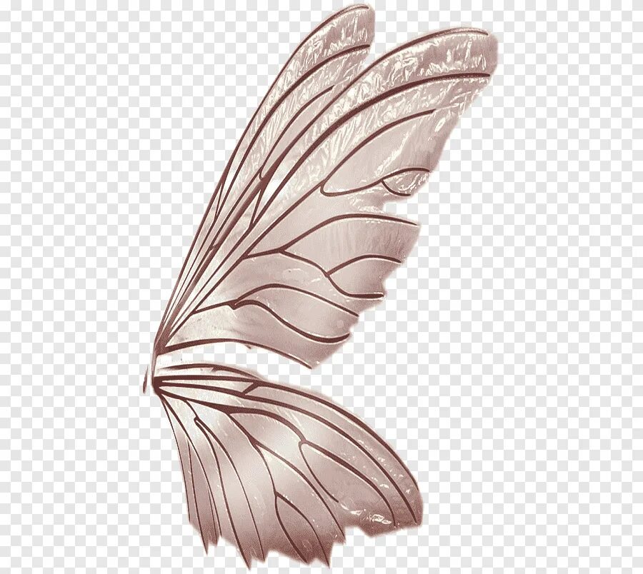 Крылья бабочки. Крылья феи. Крылья феи сбоку. Крылья феи прозрачные. Стрекоза на белом фоне.