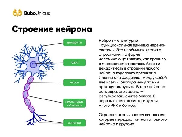 Нервная система строение нейрона. Строение нервной клетки синапс. Строение нейрона и синапса. Строение нервной клетки нейрона.