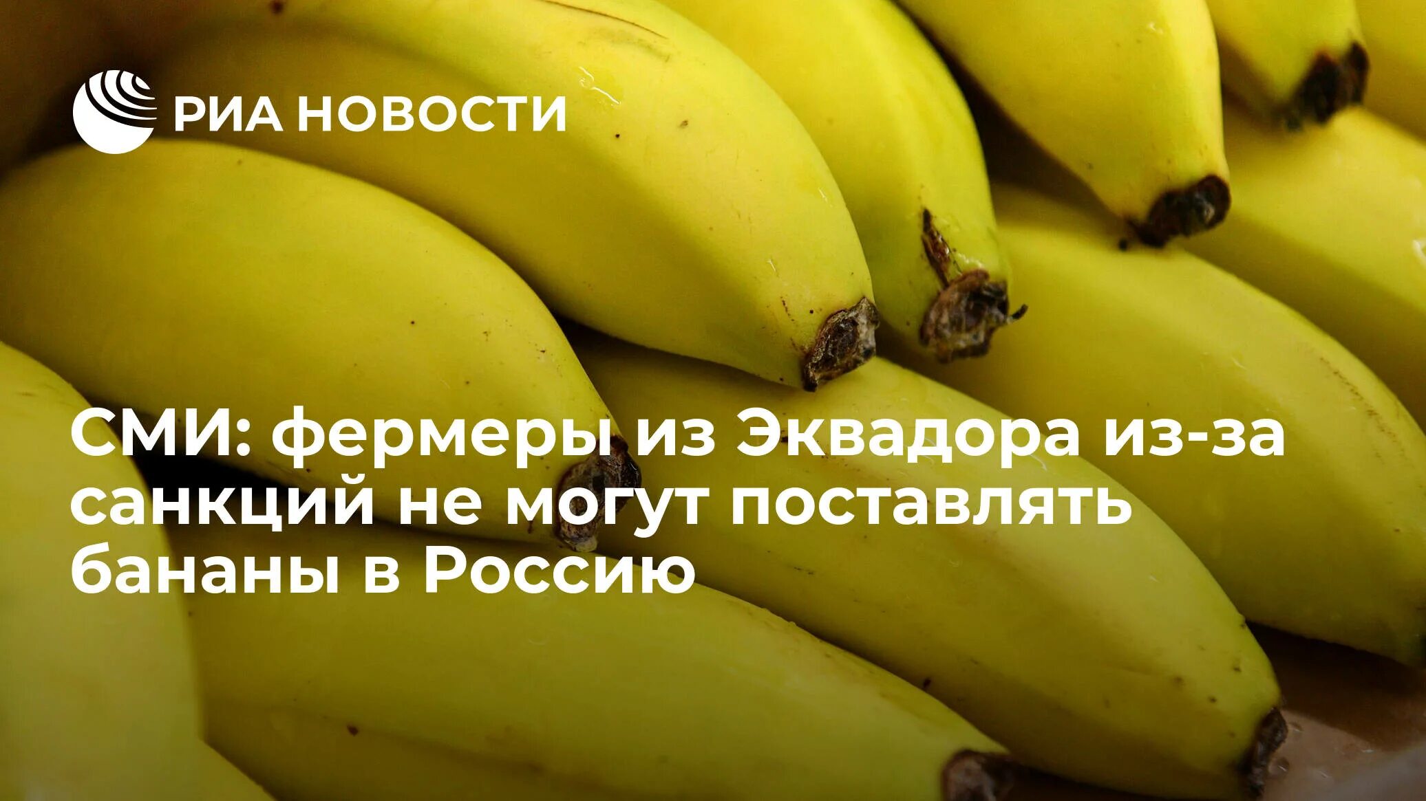 Какие страны поставляют бананы. Бананы в россии. бананы исчезают. эквадор бананы. эквадорские бананы на российском рынке.