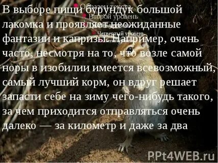 Кошка была большая лакомка а хозяева
