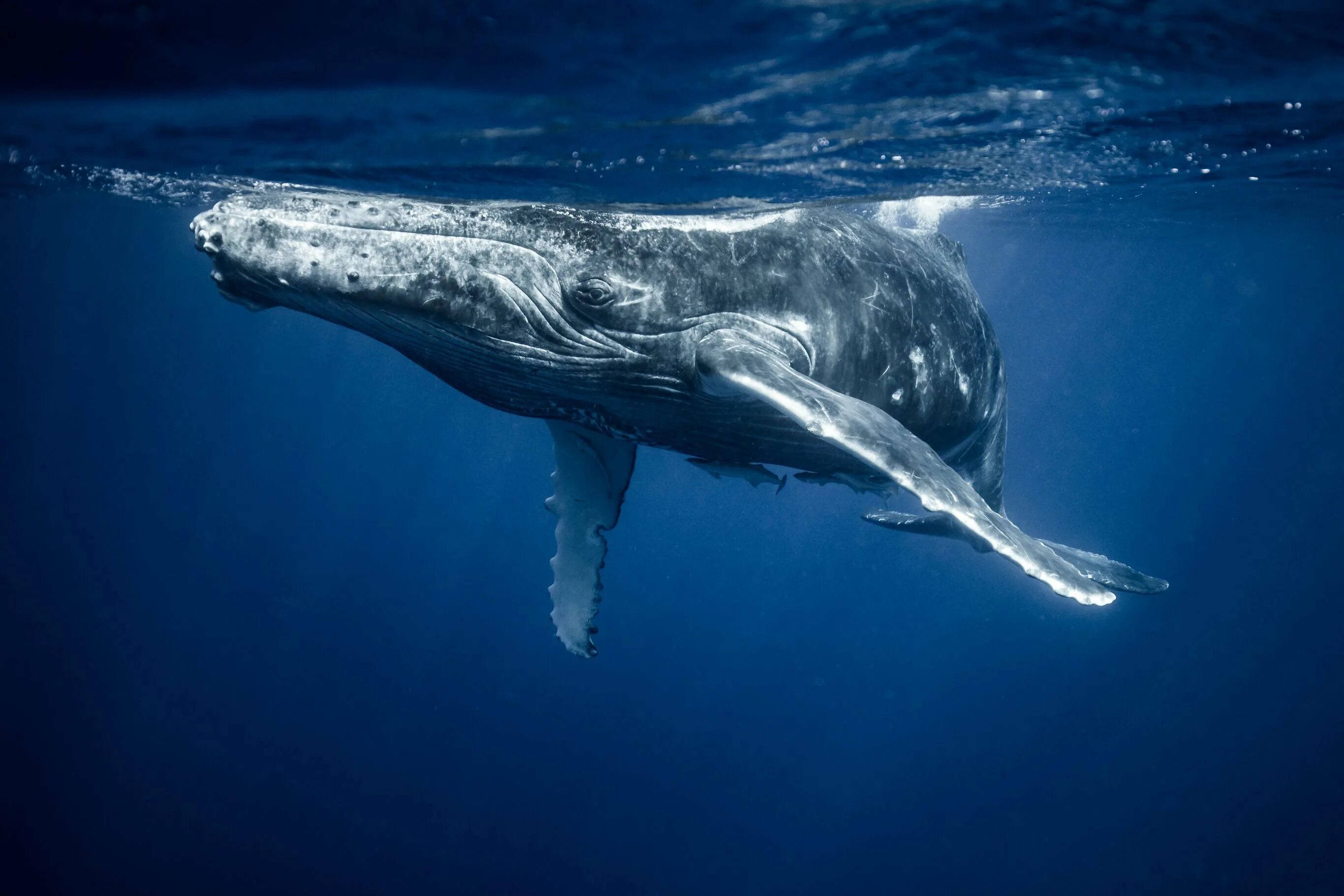 Горбатый кит. Кит полосатик Горбач. Горбатый кит и Кашалот. Гренландский кит, Кашалот , кит-Горбач, синий кит.