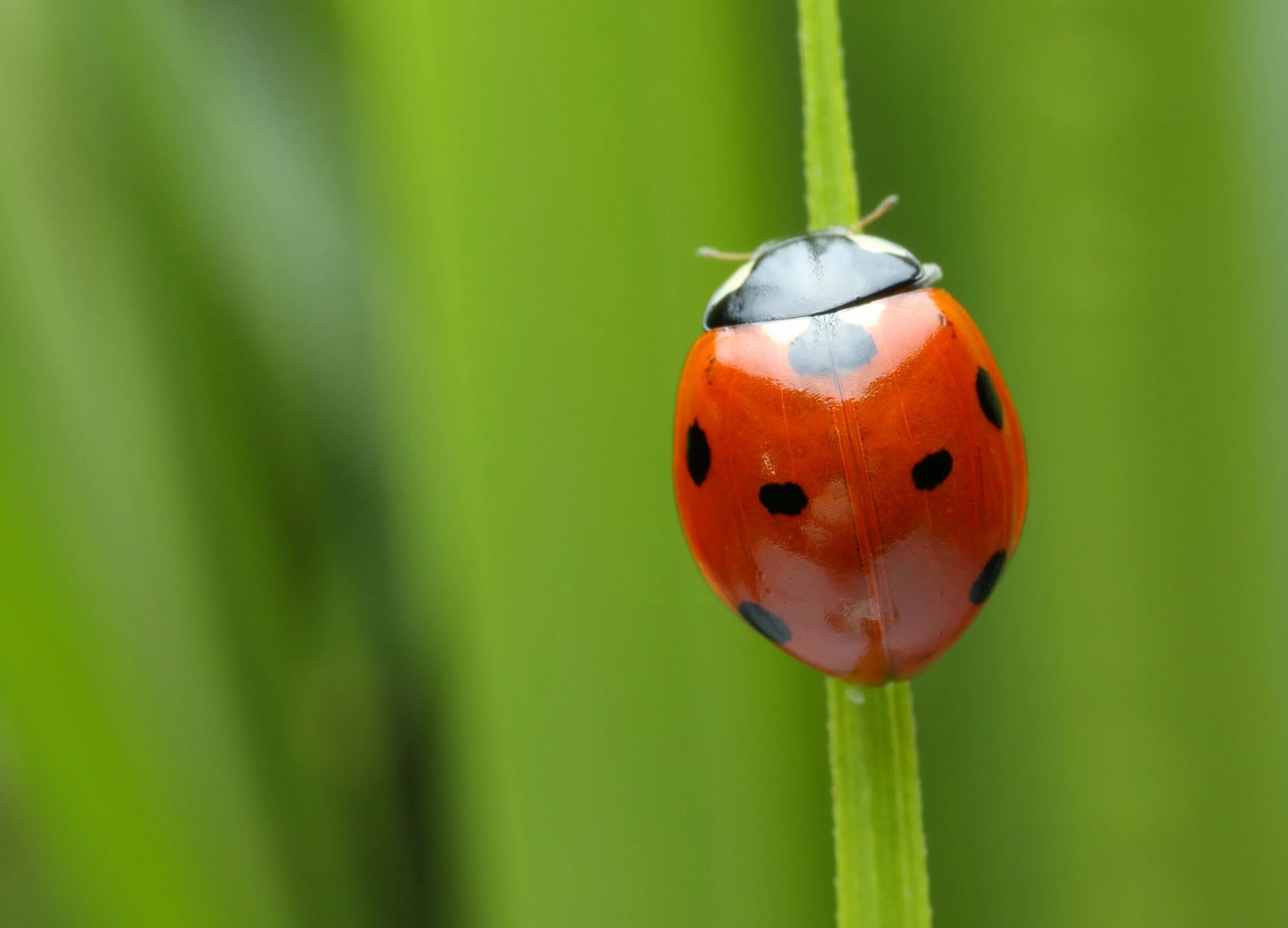 Двенадцатиточечная Божья коровка (Coleomegilla maculata). Ladybird Божья коровка. Семиточечная коровка Божьи коровки. Обои коровка.