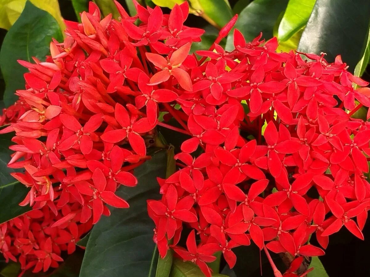 Иксора филиппинская звезда. Пентас. Иксора растение. Ixora coccinea. Иксора.