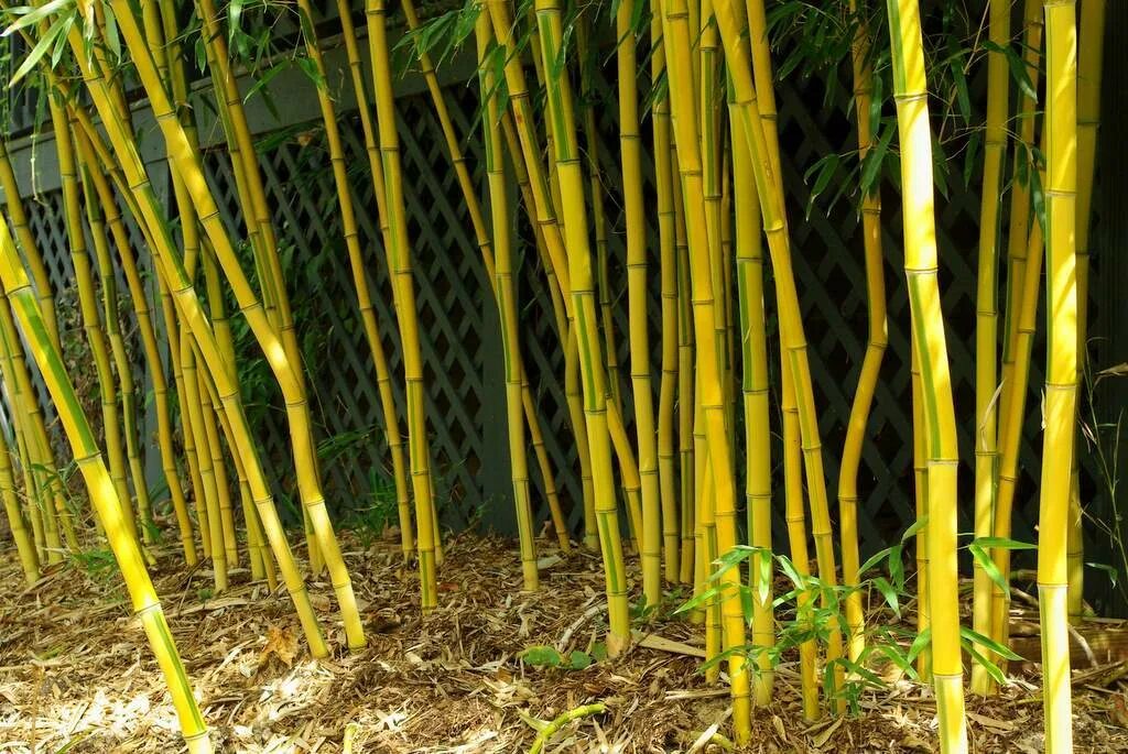 Бамбук Филлостахис. Phyllostachys aureosulcata. Бамбук Phyllostachys aureosulcata Aureocaulis. Бамбук Phyllostachys aureosulcata ‘spectabilis‘.